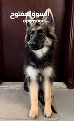  2 German shepherd female puppy