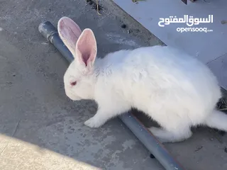  5 أرانب بصحة فوق الممتازه و مأكل ومشرب من افضل ما يكون مختلفة الأنواع و الأحجام والأعمار للبيع حصرا