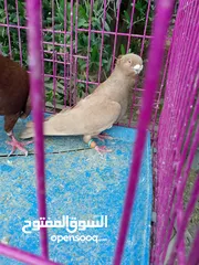  10 حمام للبيع في ناعور