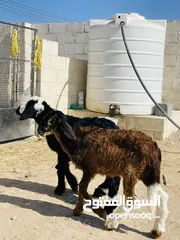  2 كباشه سودانيه 2