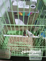  1 جوز فنك مرتب ونظيف بجهزو حالهم عشان يبيضو والسعر مميز
