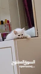  4 Persian kitten 3.5 months old