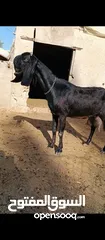  9 جدي شامي ابيض ابرص توب ثني حبتين على كل جال وثلث معزا مراح توب التوب مقنوي