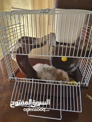 4 هامستر عدد 2 مع القفص