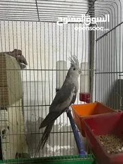  2 طيور كوكتيل