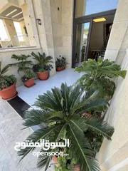  13 شقة ارضية لقطةفي طريق المطار  منطقة الحويطي خلف المدارس العالمية