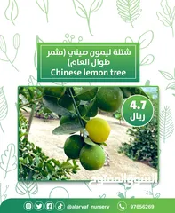  10 شتلات وأشجار الليمون لیموں من مشتل الأرياف  أسعار منافسة  الأفضل في السوق