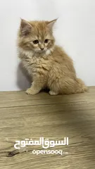 6 Himalayn Persian mix male and female 2 months old