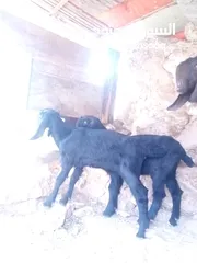  8 عنز شاميه للبيع