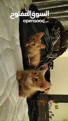  3 Two Cute Kittens Mix Breed  For 15 Omr
