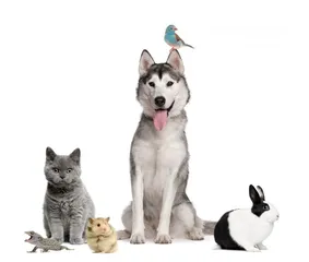  4 توصيل حيوانات