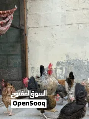  11 دجاج وديوك للبيع