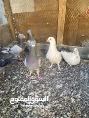  4 زواجل من كلهن من ابن كويتي و ام بلجيكي