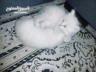  19 متوفر كيتنز مميزة
