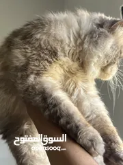  3 قط هملايا& بيرشن أليف جدا