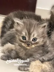  8 قطط  بصحه و عافيه