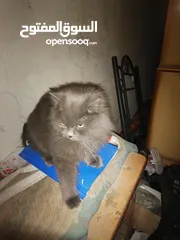  4 قط شيرازي للبيع العمر 8 اشهر