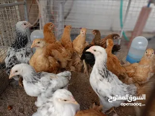  7 دجاج الكوشن الضخم والعملاق  عمر شهرين