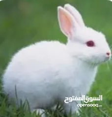  1 ارانب لون ابيض وموجود لون اسود