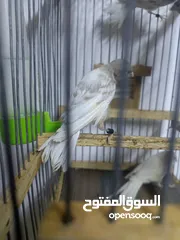  5 متاح مخليف كنار جزري ابيض اقرا الواصف