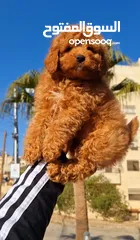  2 toy poodle T_cup  ذكر توي بودل