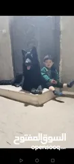  1 ذكر جيرمن رويال بلاك شولاين
