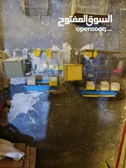  2 عصافير فراخ وقفاص عصافير