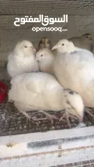  3 يوجد لدينا فر لل بيع