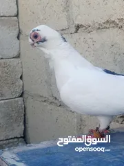  3 قويز علا بلنديه بصله علا نبي