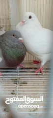  2 Big pigeon  male and female for sale