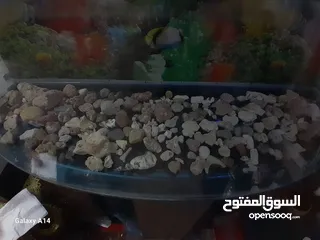  4 احواض سمك للبيع بجوده عاليه