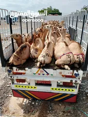  9 camels Muscat barka