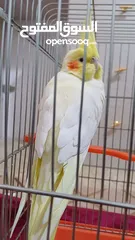  10 ببغاء كوكتيل حلو ومرتب وبعمر اصغير اكلو معو وقفسو معو ونضيف جدآ للبيع مع جميع اغراضو