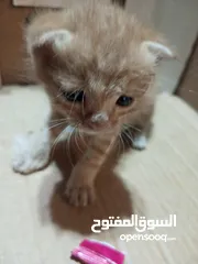  2 قط صغير بحاجه الى ام مرضعه