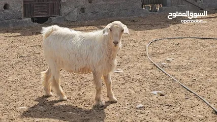  3 فحل أجلح من حلال الجبل الاخضر الاصيل عمر سنه و8 شهور ب 250 ريال قابل قليلا