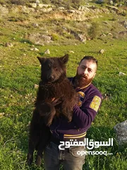 1 جيرمن رويال بلاك