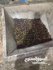  1 زيت زيتون من جبال جنين