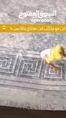  1 بطبوطة صغنونة
