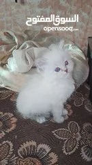  1 قطط سكوتش ستريت مكس شنشيلا