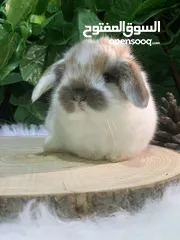  3 أرنب انقلش انقورا والقزم وهولاند لوب و هوتوت - English Angora ,Dwarf,Holland lop & Hotot