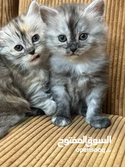  2 5 قطط هملايا للبيع – نابلس