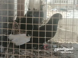  20 حمام للبيع