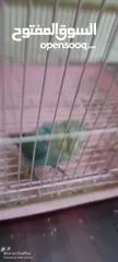  2 Love parrot