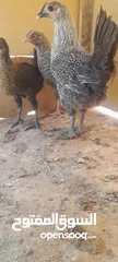  3 فراخ بلدي للبيع