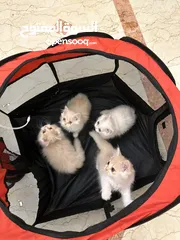  12 Pure Persian kittens .