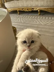  8 قطط سكوتش فولد