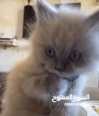  18 قطة أنثى (كتنز )نوع هملايا للبيع