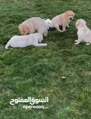  2 Labrador puppies