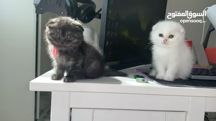  1 Kittens for sale
