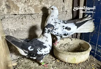  12 جواز مشكله شغلات مكفولات